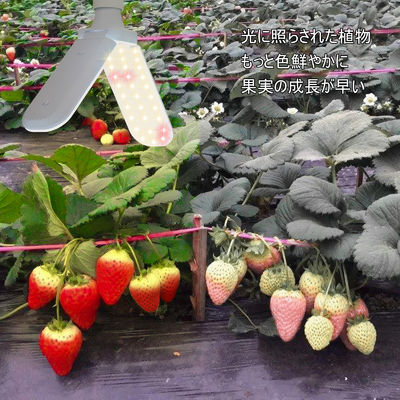 Kompakt LED Büyüme Işığı, Tam Spektrumlu + 660nm ve IP68 Su geçirmez